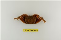 藏品(德氏仿厚蟹)的圖片